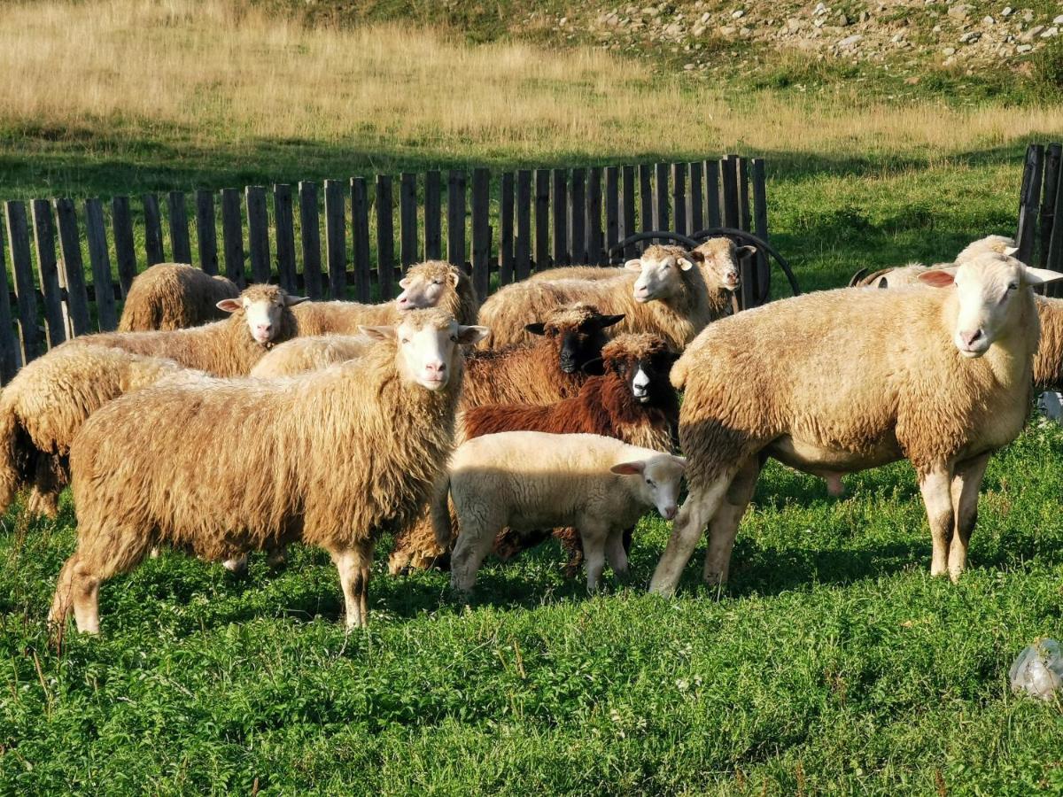 Domek W Gorach Na Wylacznosc Zlatna ภายนอก รูปภาพ
